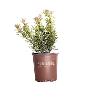 Mood Ring Podocarpus Yew