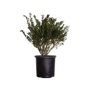 Compact Japanese Holly: Evergreen Shrub for Hedges & Borders