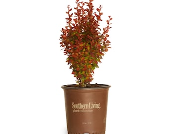 Orange Rocket Barberry