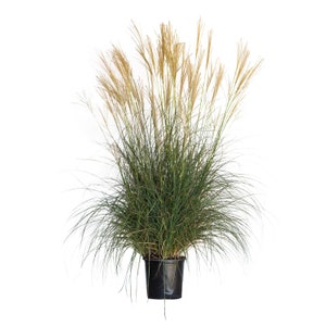 Adagio Miscanthus Grass – Elegant, Low-Maintenance Ornamental Grass for Year-Round Interest