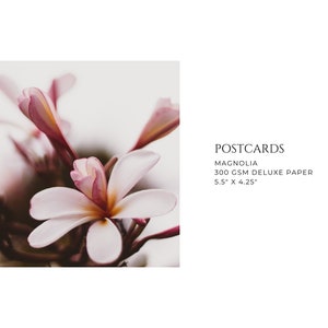Postales de magnolia, 5,5 x 4,25 pulg., Granjas Halcyon