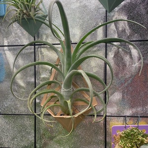 Zephyr Pflanzer für AirPlants