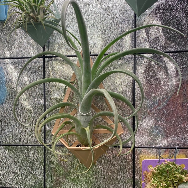 Zephyr Planter for Tillandsia