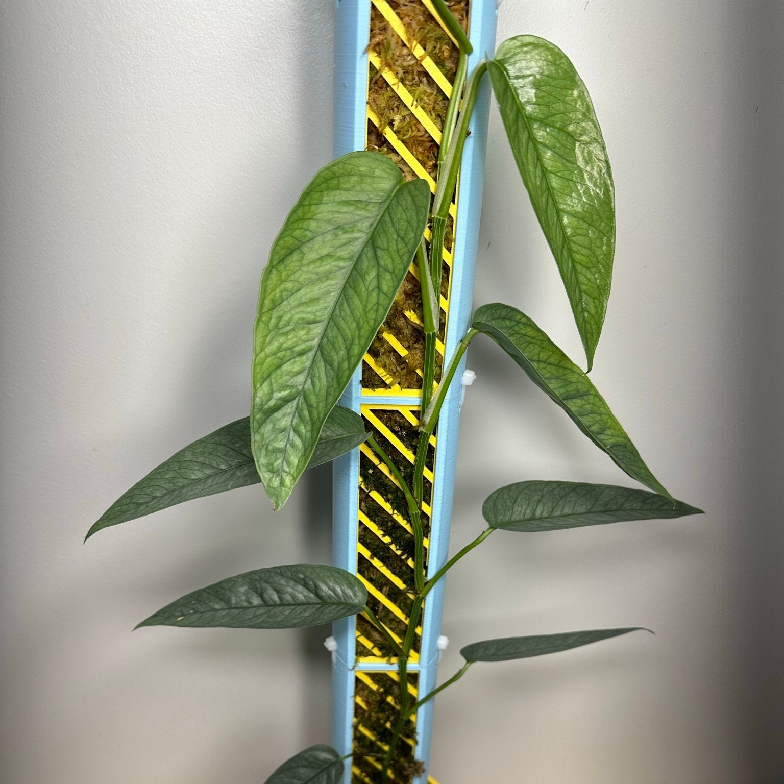 Moss Pole Set 3D Printed 30cm/ 1ft Phytoexotica - Etsy