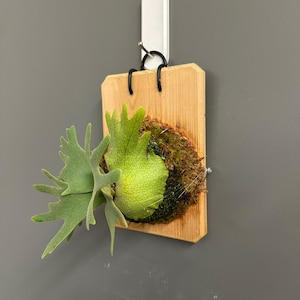 Puede incluir: Un helecho cuerno de alce montado sobre una tabla de madera clara rectangular. La planta presenta frondas lobuladas de color verde vibrante que emergen de una base central cubierta de musgo. El soporte de madera está sujeto a un gancho de pared blanco mediante dos anillos de metal negro.