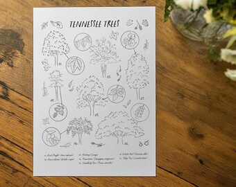 Printable Educational Tennessee Trees Coloring Sheet | Trees Printable Color Sheet | Botanical Coloring | Kids Coloring