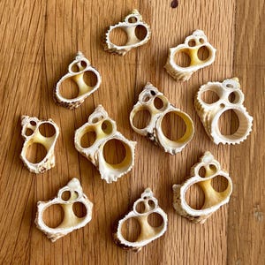 1 or 5 pcs Gold Turbo Center Cut Seashells DIY Polynesian Costume Making Ori Tahiti Siva Samoa Hula Dance Fiji Māori Marquesas Cook Islands