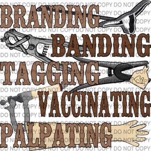 Branding, Banding, Tagging, Vaccinating, Palpating Cattle PNG