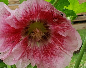 25 Pale Pink & Dark Pink Hollyhock Seeds + BONUS! | Alcea Rosea | BEAUTIFUL!!!