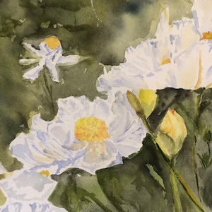 White Matilija Poppies/ Fried Egg Poppies- 9x12 watercolor