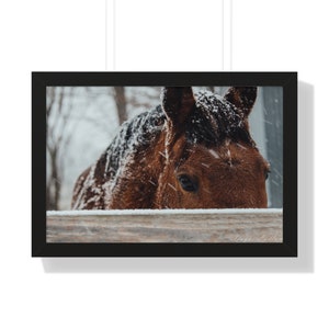 Horse by a Fence - Wildlife Framed Horizontal Poster