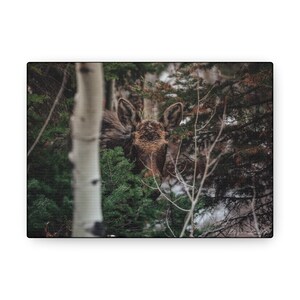 Hidden Moose in the Trees - Wildlife Canvas Gallery Wraps