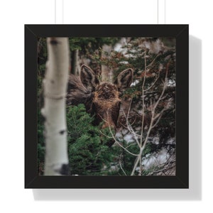 Hidden Moose in the Trees - Wildlife Framed Horizontal Poster