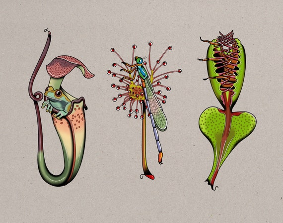 Carnivorous Plants Print / Tattoo Flash Art by Jessi Taylor / 11