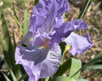 1 Lavender Mary Frances Tall Bearded Iris Rhizome
