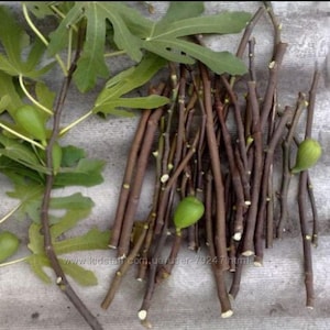 May include: A collection of fig tree cuttings, leaves, and small green figs. The cuttings are brown and bundled together, with some individual stems and leaves scattered around. The leaves are large and green, and the figs are small and green.