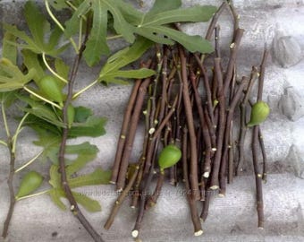 Fresh Organic Fig Tree Cuttings choose from different varieties for propagating grafting