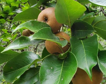 May include: Close-up of a tree branch with several ripe pears. The pears are a light brown color and have a textured surface. The leaves are a vibrant green, creating a contrast with the fruit.