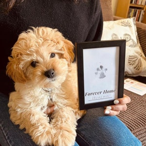 Forever Home Paw Print Kit: Paw Print Stamp & Forever Home cards. Nouveau chiot, nouveau cadeau de chien, jour de l’adoption, jour du gotcha! cadeau, empreinte de patte de chien