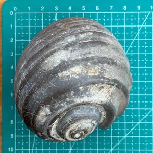 Puede incluir: Un fósil de concha en espiral de color gris oscuro con crestas concéntricas visibles y una textura suave y desgastada. La concha está colocada sobre una alfombrilla de corte verde con una cuadrícula blanca, mostrando un diámetro de 9 cm.