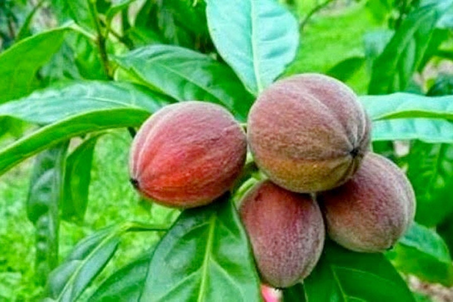 Blushwood Berry 400mg Ebc 46 Oragnic Capsules 30 60 100 Etsy