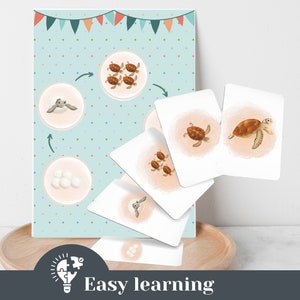 Leerkaarten schildpad cyclus flashcards leermateriaal kleuterschool voorschoolse kinderopvang thuisonderwijs ochtendcirkel Montessori materiaalkaarten
