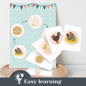 Lernkarten Huhn Ei Kreislauf Flashcards Lernmaterial Kindergarten Vorschule Kita home schooling Morgenkreis Montessori Material Karteikarten