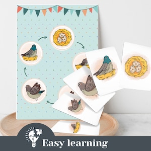 Lernkarten Vogel Kreislauf Flashcards Lernmaterial Kindergarten Vorschule Kita home schooling Morgenkreis Montessori Material Karteikarten