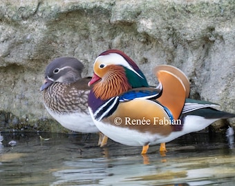 Mandarin Duck Pair Wildlife Photography Print | Colorful Waterfowl Art