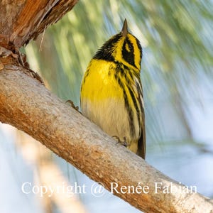 Townsend’s Warbler Bird Photography Print | Original Songbird Wall Art | Yellow and Black Warbler Wildlife Photo | Nature-Inspired Decor