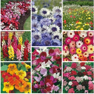 Premium handplockade blomfrön från Storbritannien, leverans samma dag - förgätmigej fjäril, söt William, blåklint, vildblommor, vallmo