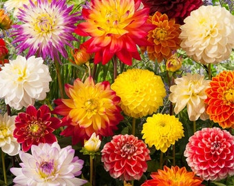 Dahlia flower seeds variety selection