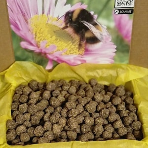 Bomba d'api Confezione regalo salva la pallina di semi presente dell'ape all'ingrosso acquista all'ingrosso bundle di fiori di campo papaveri