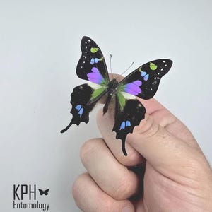 Real Purple Spotted Swallowtail Butterfly: Entomology Specimen, Wings Open
