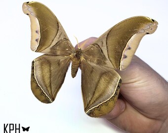 Arsenura Rebeli. Macho. Exemplar ENORME. Mariposa verdadeira. Asas abertas. Inseto real. Entomologia. Arte. Moldura. Fotografia.