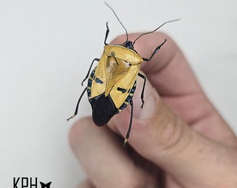 カタカンサス・インカルナトゥス。昆虫標本。展開図。科学。芸術。写真