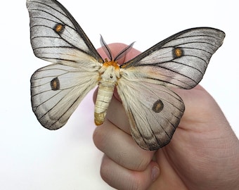 Real Ghostly Silk Moths Framed Taxidermy - Ceranchia Apollina