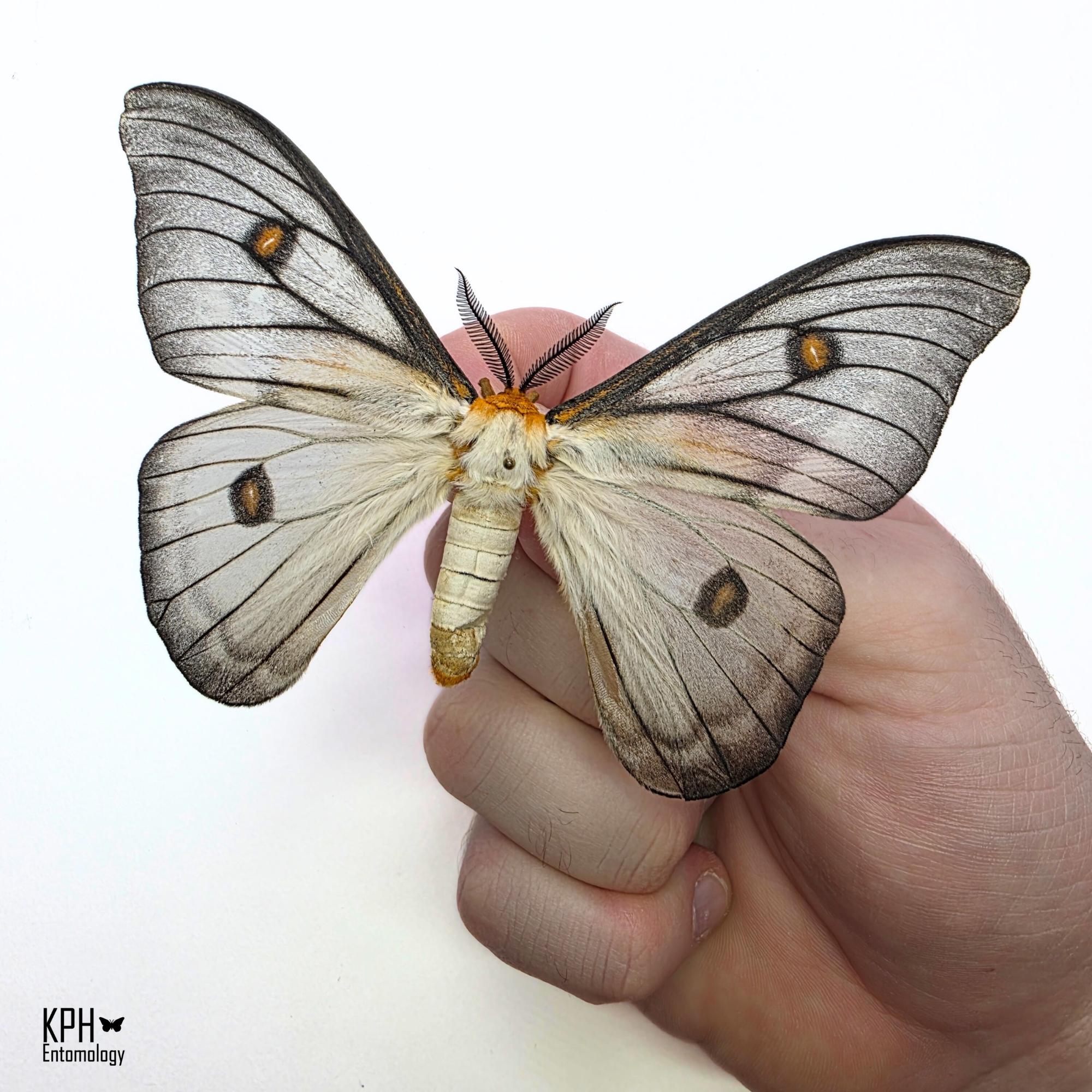 Ceranchia Apollina - Etsy