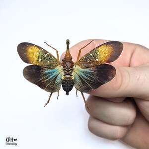 Op de afbeelding: Een gedetailleerde afbeelding van een lantaarndrager, met zijn ingewikkelde vleugelpatronen. De vleugels lopen over van donkerbruin naar geel, met blauwe accenten. Het insect wordt tegen een witte achtergrond gehouden, wat de unieke kenmerken benadrukt.