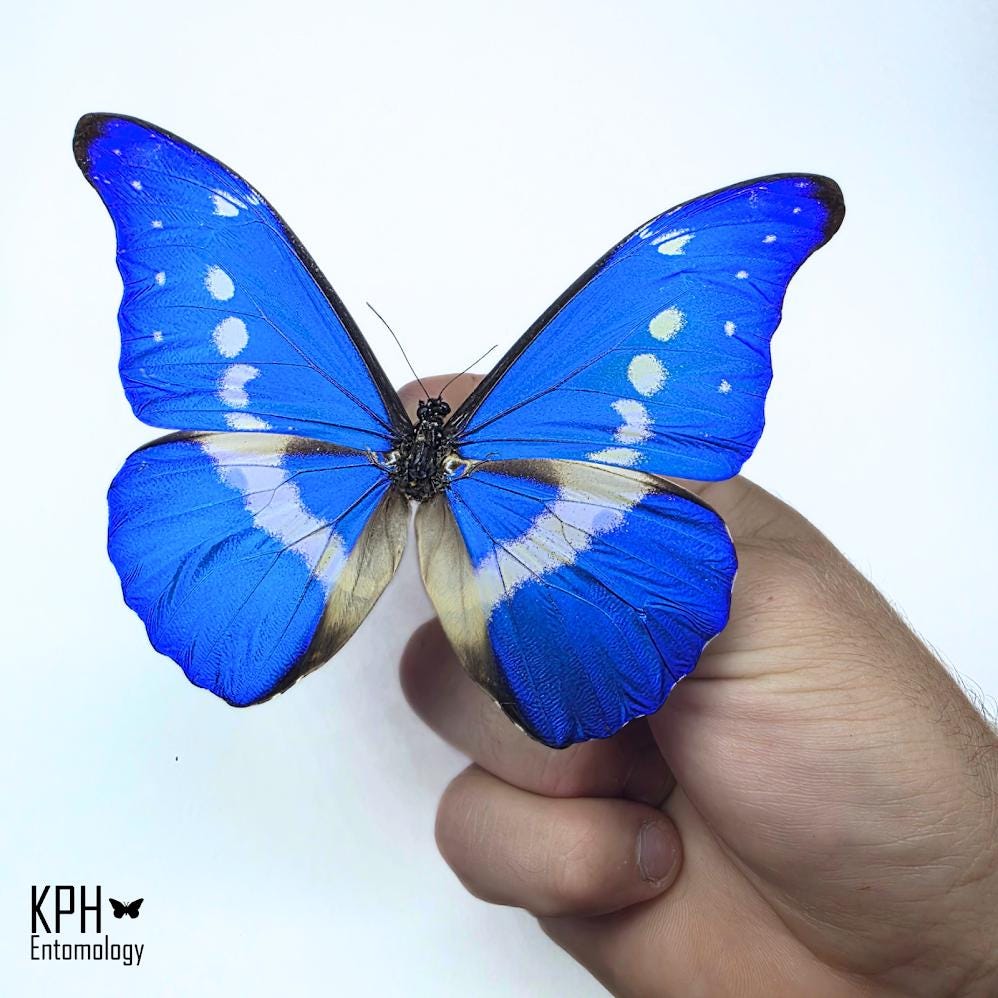 Morpho rhetenor helena - Etsy 日本
