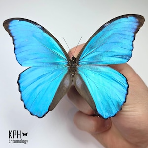 The Giant Blue Morpho. Morpho Didius. WINGS SPREAD. Entomology Specimen. Collectible. Photography Prop. Nature Gift.
