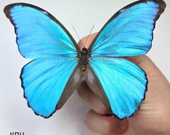 Der blaue Riesenmorpho. Morpho Didius. FLÜGEL BREITEN SICH AUS. Entomologie Specimen. Sammlerstück. Fotografie Prop. Natur Geschenk.