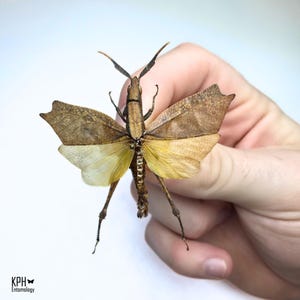 Trigonopteryx Celebesia. Realistic Impressive Leaf Grass Hopper. Mounted Insect. Photography Prop. Artwork, Framing, Collectible.
