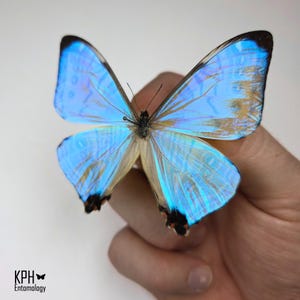 May include: A hand holds a butterfly with striking blue wings and black tips. The wings have iridescent blue and gold tones. The image includes the text "KPH Entomology".
