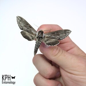 May include: A close-up of a moth with grey and brown patterned wings, held gently in a hand. The moth's body is a mix of grey and brown, with a long, segmented abdomen. The wings have intricate patterns and white markings. The text "KPH Entomology" is in the lower left.
