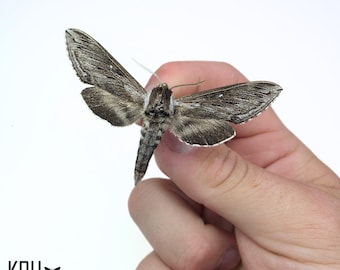 Sphinx Peocila. Sphinx Motte Flügel ausgebreitet. Echtes Insekt. Entomologie. Artnr. Rahmung. Fotografie.