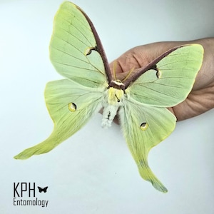 Ejemplar de polilla luna Actias, polilla luna americana, joyería, enmarcado, arte