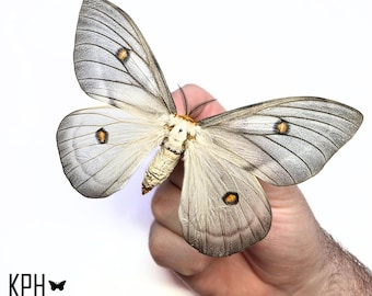Giant Ghostly Silk Moth Framed Taxidermy - Ceranchia Apollina