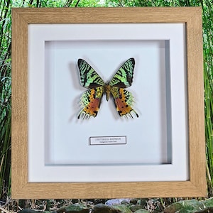 Madagascan Sunset Moth - Chrysiridia Rhipheus 9&quot; x 9&quot; Natural Wooden Frame