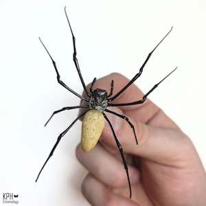 Op de afbeelding: Gedetailleerde close-up van een grote spin met een zwart lichaam en lange, slanke poten. De spin heeft een lichtbruin achterlijf. De afbeelding is tegen een witte achtergrond geplaatst. De spin wordt door een hand vastgehouden.
